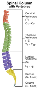 human spine anatomy - natural curvature of the spine
