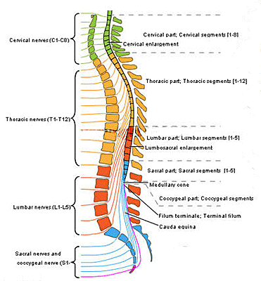 spinal-nerves