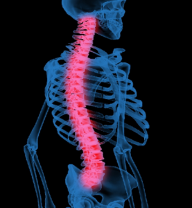 Spine skeleton