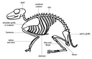 Anatomy of the Spine - Back Pain in Animals
