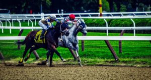 Saratoga Spine - Saratoga Springs, NY - Back Pain in Horses - Back Pain in Animals