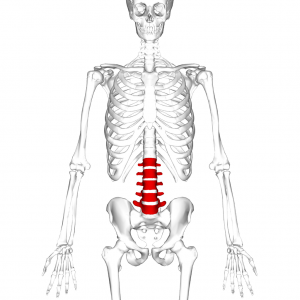 Lumbar vertebrae
