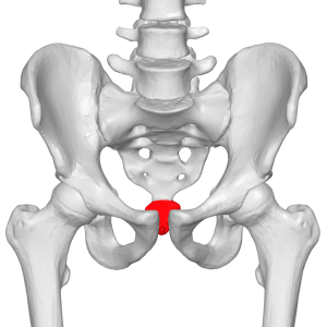 Spine Anatomy - Sacral Region and Coccygeal Region