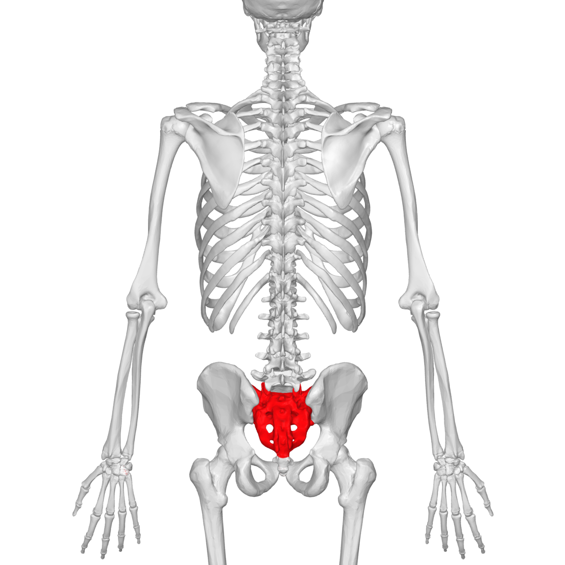human caudal vertebrae