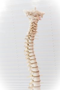 spine breakdown