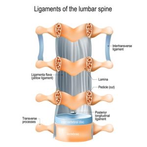 Spinal ligament thickening, also known as ligamentum flavum hypertrophy, refers to the abnormal enlargement or thickening of the ligaments in the spine.